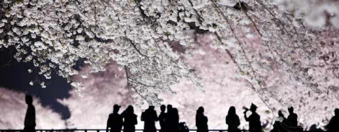 Cherry Blossoms ombres slider JPG