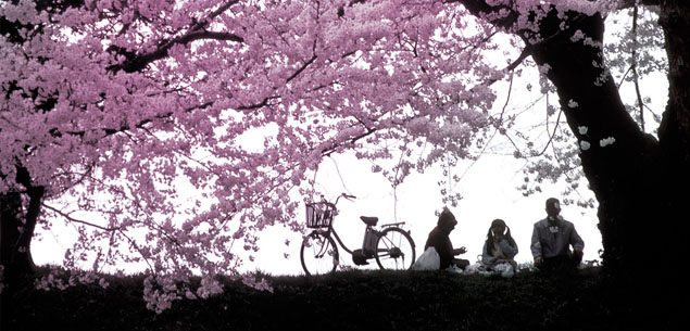 Cherry Blossoms vélo