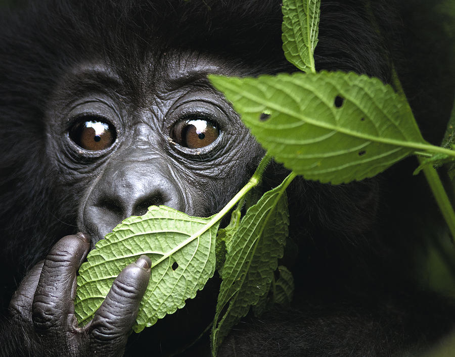 Gorilla Juice : King of the Jungle | Liquid Love